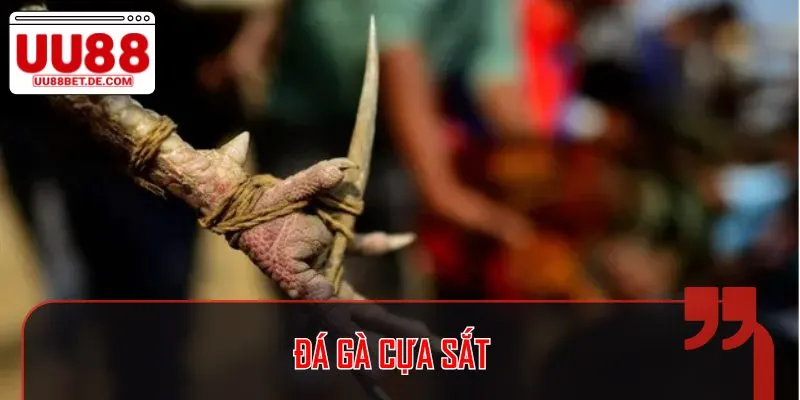 Đá Gà UU88 - Theo Dõi Trận Đấu Kịch Tính, Nhận Tiền Liên Tục 2 Cựa sắt là một trong những loại hình khá khốc liệt và cam go