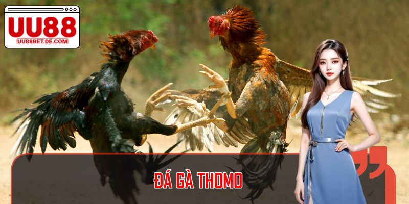 Đá Gà Thomo: Cá Cược Truyền Thống Đầy Hấp Dẫn Tại UU88 1 Đá Gà Thomo: Cá Cược Truyền Thống Đầy Hấp Dẫn Tại UU88