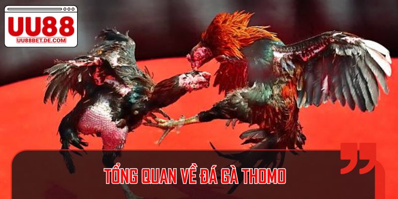 Đá Gà Thomo: Cá Cược Truyền Thống Đầy Hấp Dẫn Tại UU88 2 Tổng quan về đá gà Thomo