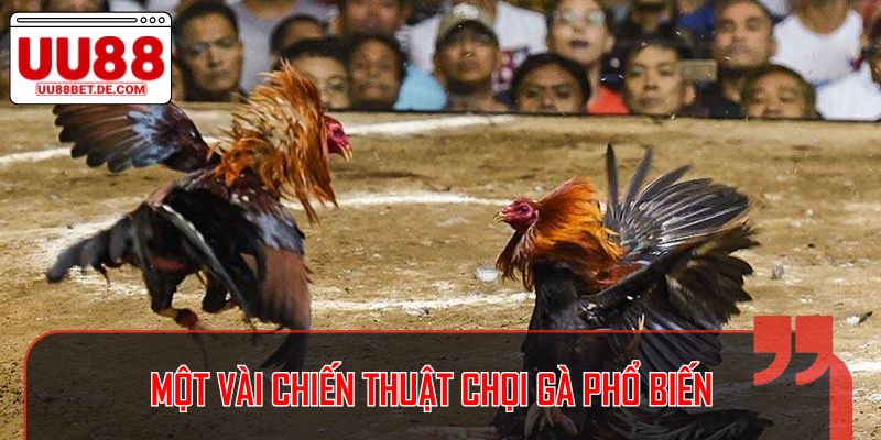 Đá Gà Thomo: Cá Cược Truyền Thống Đầy Hấp Dẫn Tại UU88 4 Một vài chiến thuật chọi gà phổ biến
