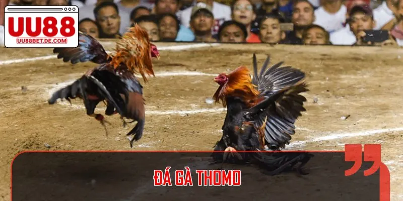 Đá Gà UU88 - Theo Dõi Trận Đấu Kịch Tính, Nhận Tiền Liên Tục 3 Thomo là đấu trường cam go mang đến những trận chiến thú vị